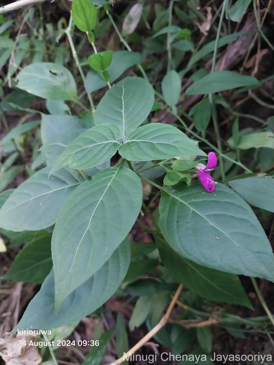 Dicliptera foetida (Forssk.) Blatt.